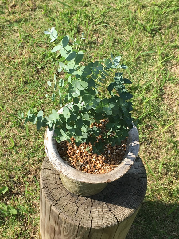 ユーカリグニー  耐寒性有り モスポット植え 4枚目の画像