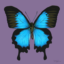 *受注製作*オオルリアゲハ 蝶のチョーカー 4枚目の画像