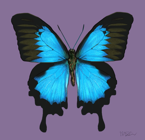 *受注製作*オオルリアゲハ 蝶のチョーカー 4枚目の画像