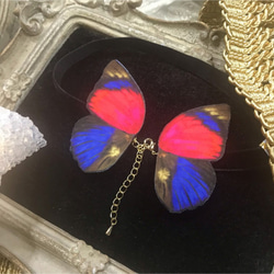 クラウディナミイロタテハ 蝶のチョーカー 1枚目の画像
