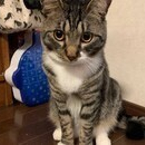リアル猫ちゃん オーダーメイド例_Tetoちゃん】羊毛フェルトの半立体