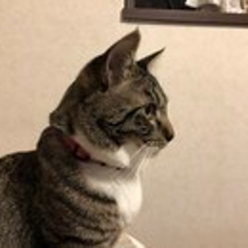 リアル猫ちゃん オーダーメイド例_Tetoちゃん】羊毛フェルトの半立体