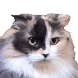 【リアル猫ちゃん オーダーメイド例】羊毛フェルトの半立体 額絵* 2枚目の画像