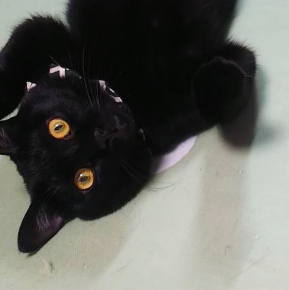 【リアル猫ちゃん オーダーメイド例】モフモフ羊毛フェルトの黒猫ビーちゃんバッグ 10枚目の画像