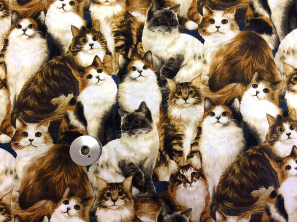 【50×50】海外 USA ファブリック　モフモフロングヘアー猫ちゃん大集合 1枚目の画像