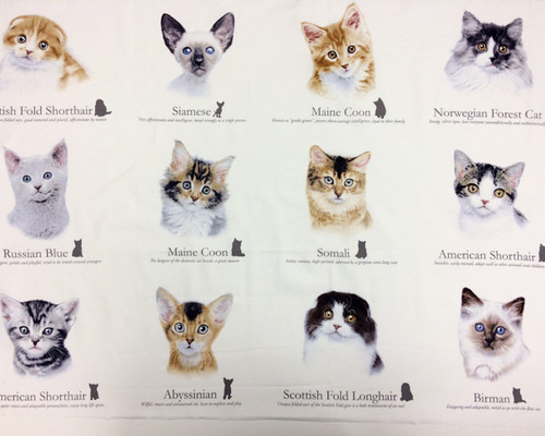 lemmikki ネコスカ ヘビ猫パネル柄 Fairy Cotton / 黒ネコ、毛糸玉、植木鉢、ネズミ、魚 パネル