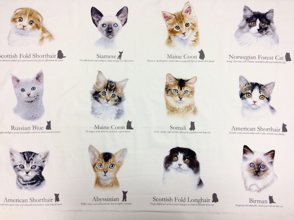 海外 USA ファブリック　猫図鑑パネル生地 1枚目の画像