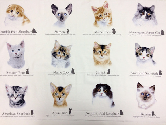 海外 USA ファブリック 猫図鑑パネル生地 生地 ハンドメイド手芸店