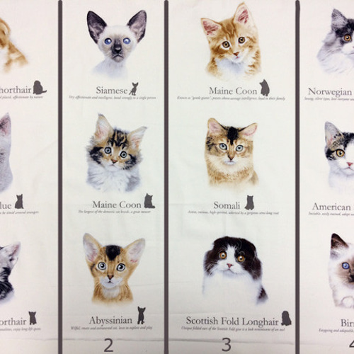 海外 USA ファブリック 猫図鑑パネル生地 生地 ハンドメイド手芸店