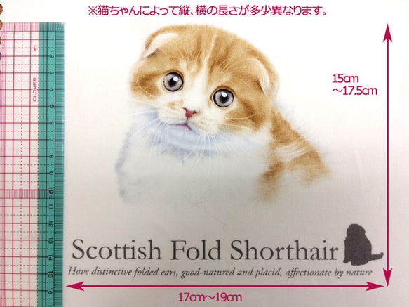 海外 USA ファブリック　猫図鑑パネル生地 3枚目の画像
