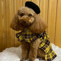 再販★春からワンピース　タータンチェック柄・犬服ワンピース 2枚目の画像