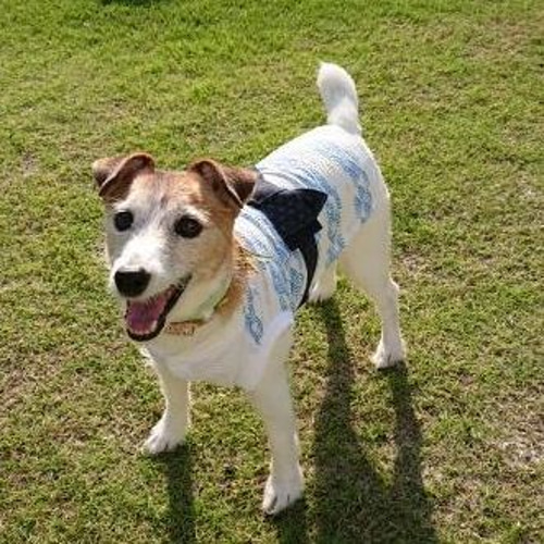 浴衣風ウエア クジラと波柄 S/M/L サイズ 税込み、犬服*浴衣