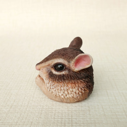 花栗鼠-精靈帽壺 第6張的照片