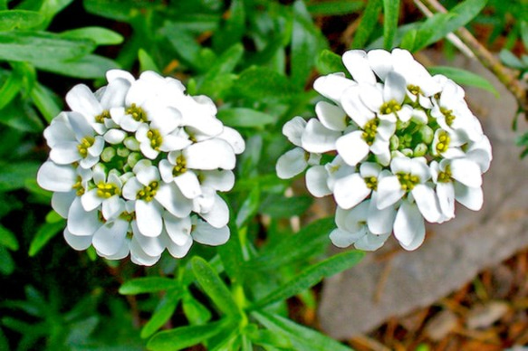 ＜イベリスとクマバチのとんぼ玉古布紐ネックレス＞　花　蜂　ガラス　布　絹　シルク　ひも 6枚目の画像