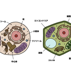 再販【選べる】細胞ピアス/イヤリング 5枚目の画像