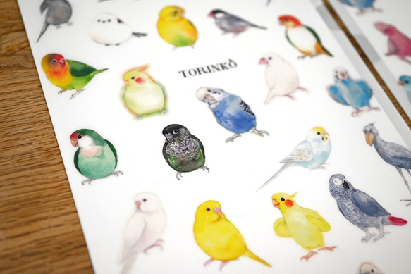 A4クリアファイル「52羽の鳥・インコ・オウムたち」TORINKO 3枚目の画像