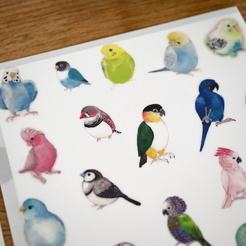 鳥類イラストカード 52枚セット