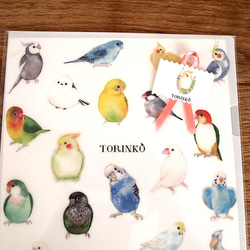 A4クリアファイル「52羽の鳥・インコ・オウムたち」TORINKO 9枚目の画像