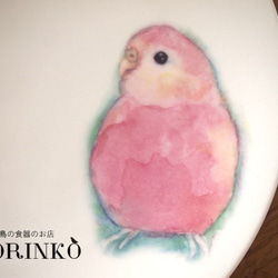 インコ　お皿　アキクサインコ　Φ21ｃｍ　 2枚目の画像