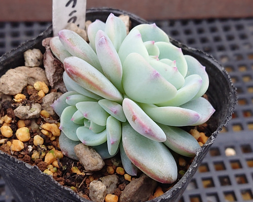 0_7b086c31a831b066272ccae43118