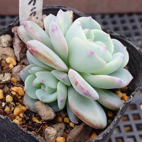 モンブラン 多肉植物 エケベリア 抜き苗 多肉植物 そらむぎファーム