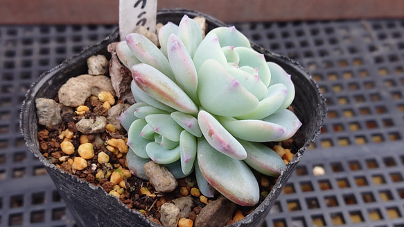 モンブラン 多肉植物 エケベリア 抜き苗 多肉植物 そらむぎファーム