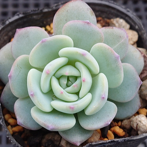 モンブラン 多肉植物 エケベリア 抜き苗 多肉植物 そらむぎファーム