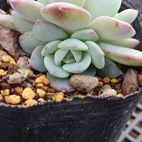 モンブラン 多肉植物 エケベリア 抜き苗 多肉植物 そらむぎファーム