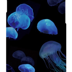 Jellyfish iPhone6 iPhone6Sケース  /クラゲ/海月 2枚目の画像