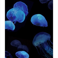 Jellyfish iPhone5 iPhone5Sケース  /クラゲ/海月 2枚目の画像