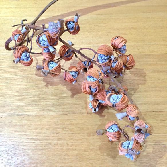 月桃 実 房 【公式通販】