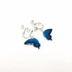 「バタフライリメンブランスIII」パラダイスアゲハチョウ/グラスアゲハチョウ。手描きのリアルな蝶。スターリングシルバーのイヤリン 2枚目の画像
