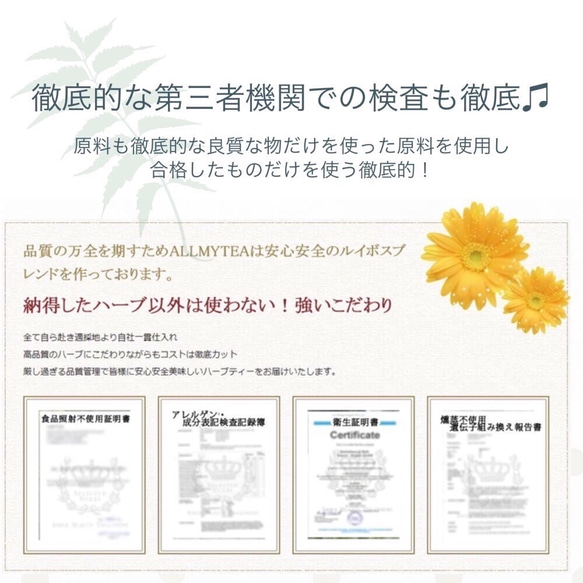 【ティーパック20包】カカオの殻粒使用ユニークなブレンド◼️カカオ×最高級ルイボス茶葉×ミント「チョコミントモリンガ」 4枚目の画像