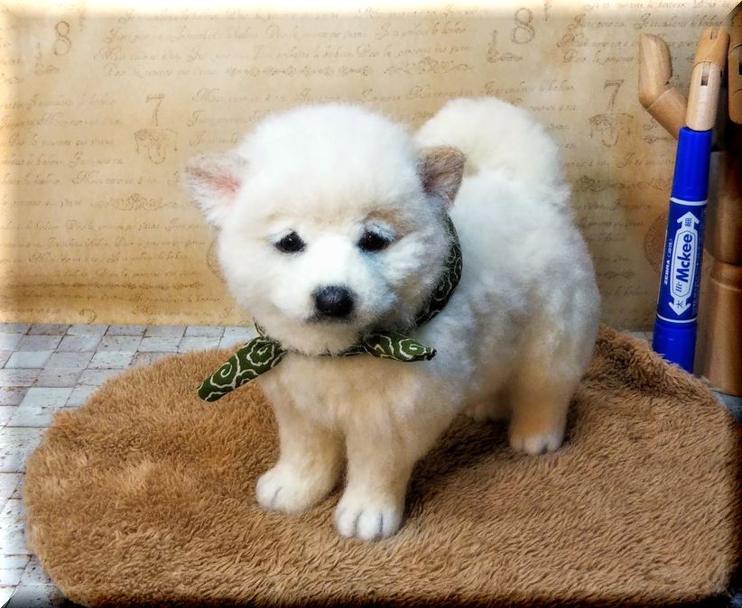 羊毛フェルト白柴紀州犬白い子犬パピー犬