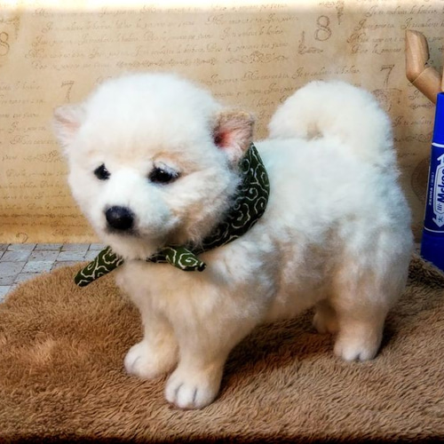 【人気商品】 羊毛フェルト 犬 白柴犬の子犬 柴犬 しばいぬ 犬フィギュア 羊毛 羊毛フェルト