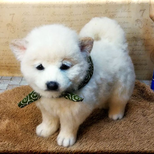 モンブラン 羊毛フェルト 犬 白柴ちゃん 羊毛フェルト 白柴 白い犬 羊毛フェルト masapan 通販 17534362