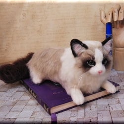 羊毛フェルト　猫　ラグドール　猫フィギュア　ねこ　ネコ 2枚目の画像