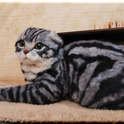 羊毛フェルト　猫　箱入りスコティッシュフォールド　猫フィギュア 2枚目の画像