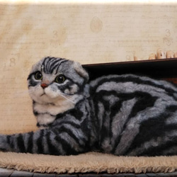 羊毛フェルト　猫　箱入りスコティッシュフォールド　猫フィギュア 6枚目の画像
