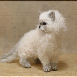 羊毛フェルト　猫　セルカークレックス　ねこ　ネコ　 3枚目の画像