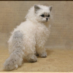 羊毛フェルト　猫　セルカークレックス　ねこ　ネコ　 4枚目の画像