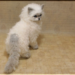 羊毛フェルト　猫　セルカークレックス　ねこ　ネコ　 5枚目の画像
