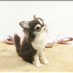 羊毛フェルト　犬　チワワさん　チョコタン＆ホワイト　いぬ　イヌ　犬フィギュア 1枚目の画像