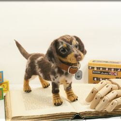 羊毛フェルト　犬　ダックスさん　ダップル　ダックスフント　ダックスフンド　犬フィギュア 2枚目の画像