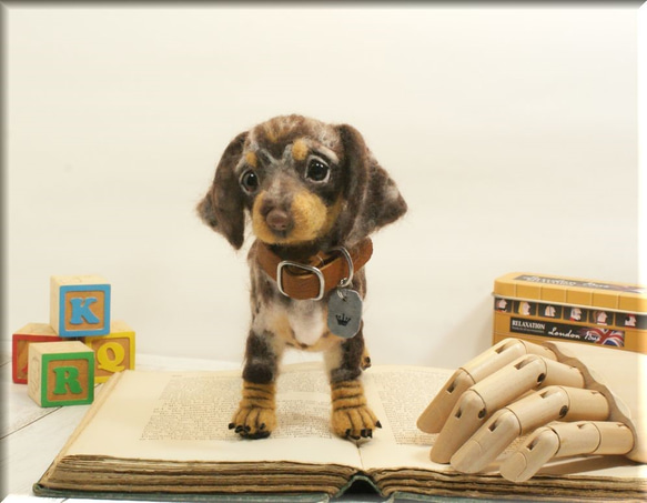 羊毛フェルト　犬　ダックスさん　ダップル　ダックスフント　ダックスフンド　犬フィギュア 3枚目の画像