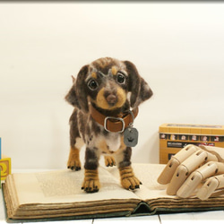 羊毛フェルト　犬　ダックスさん　ダップル　ダックスフント　ダックスフンド　犬フィギュア 6枚目の画像