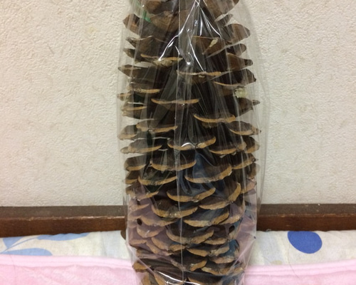 世界一長く大きい松ぼっくりシュガーパインコウン ナガミマツ