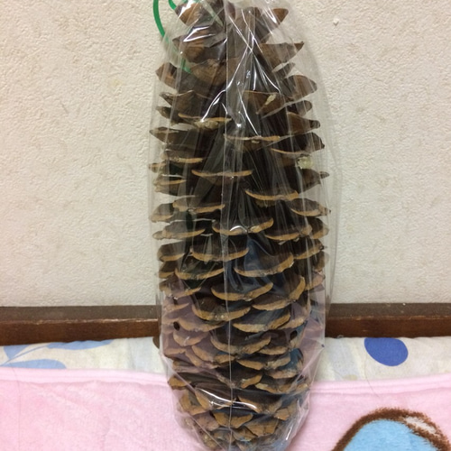【魔女の棲む森～Pinus lambertiana～】ドライフラワー 松ぼっくり 魔女の棲む森～Pinus lambertiana～】ドライフラワー 松ぼっくり