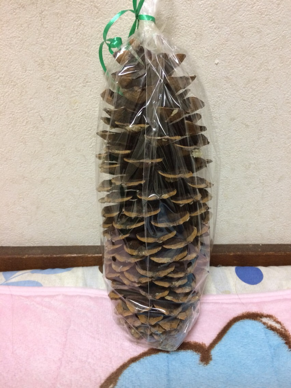 世界一長く大きい松ぼっくりシュガーパインコウン ナガミマツ その他