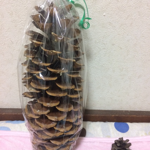 世界一長く大きい松ぼっくり 松笠 シュガーパインコウン ナガミマツ
